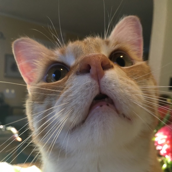 Meet your Posher, Birdie - Picture 3 of 3